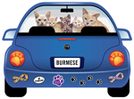 Burmese thumbnail