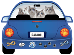 Ragdoll thumbnail