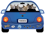 Tonkinese thumbnail