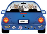 Burmilla thumbnail