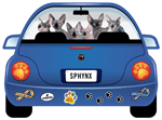 Sphynx thumbnail
