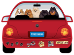 Pomeranian 2 thumbnail