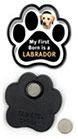 First Born...Labrador thumbnail