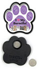 Burmilla thumbnail