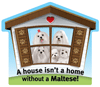 Maltese thumbnail