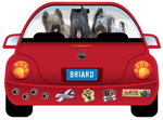 Briard thumbnail