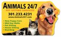 Golden with Bone and Cat thumbnail