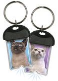 Tonkinese thumbnail