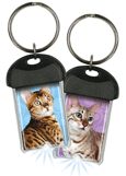 Bengal thumbnail