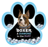Diamond in the Ruff-Boxer thumbnail