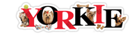 Yorkie thumbnail