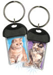 Exotic Shorthair thumbnail