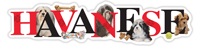Havanese thumbnail
