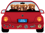 Duck Toller thumbnail