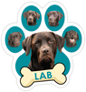 Lab (teal) thumbnail