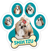 Shih Tzu (teal) thumbnail