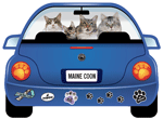 Maine Coon thumbnail
