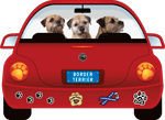 Border Terrier thumbnail
