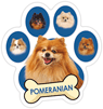Pomeranian (blue) thumbnail