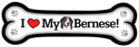 Bernese thumbnail