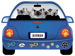 Birman thumbnail