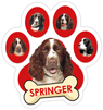 Springer Spaniel thumbnail