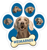 Weimaraner thumbnail