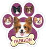 Papillon thumbnail