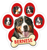 Bernese thumbnail