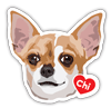 Chihuahua Head thumbnail