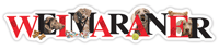 Weimaraner thumbnail