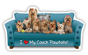 Yorkie thumbnail