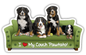Bernese Mountain Dog thumbnail