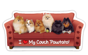 Pomeranian thumbnail