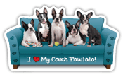 Boston Terrier thumbnail