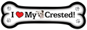 Chinese Crested thumbnail