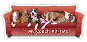 Pit Bull thumbnail