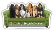 English Cocker Spaniel thumbnail