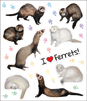 Ferrets thumbnail