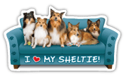 Sheltie Couch Pawtato thumbnail