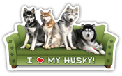 Husky Couch Pawtato thumbnail