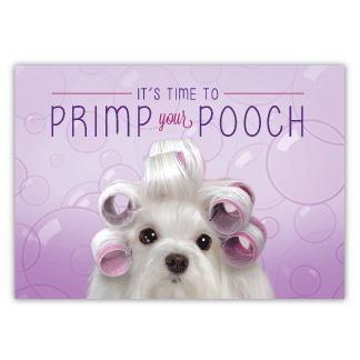 Maltese with Curlers thumbnail