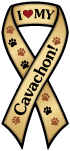 Cavachon thumbnail