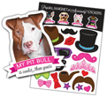 Pit Bull (red and white) thumbnail