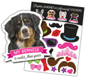 Bernese Mountain Dog thumbnail