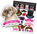Shih Tzu thumbnail