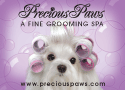 Maltese with Curlers thumbnail