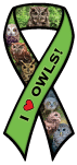 Owls thumbnail
