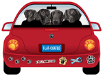Flat Coated Retrievers thumbnail