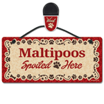 Maltipoos thumbnail